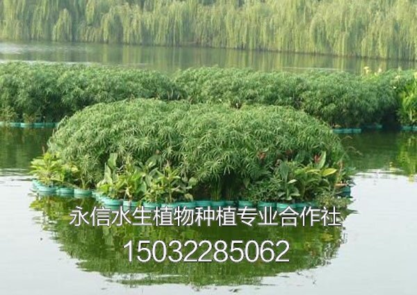 人工浮岛 (6)