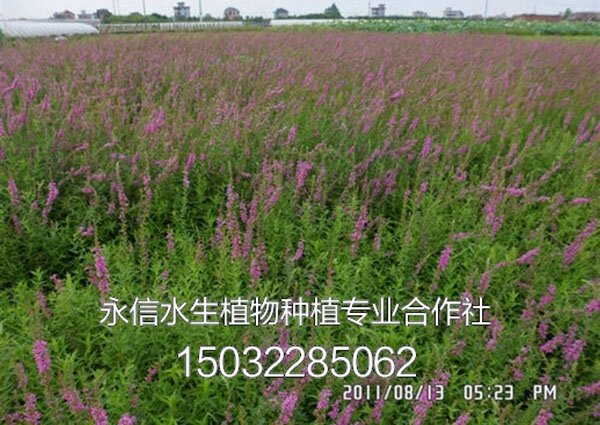 千屈菜6