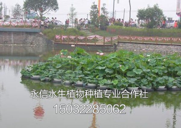 人工浮岛 (3)