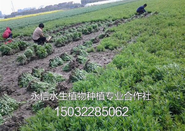 千屈菜10