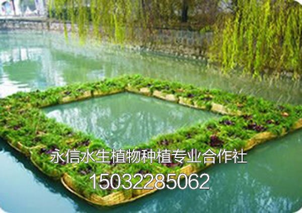 人工浮岛 (1)