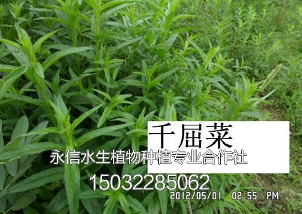 千屈菜5