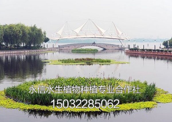 人工浮岛 (4)