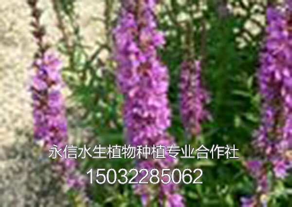 千屈菜2