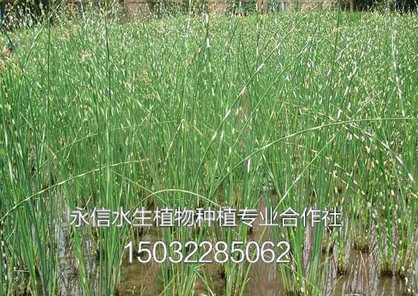 水葱2