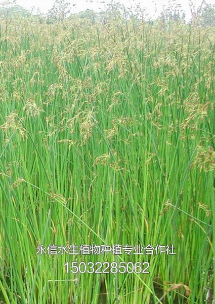 水葱1