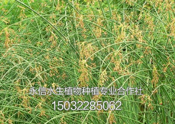 水葱4