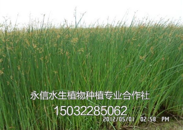 水葱5