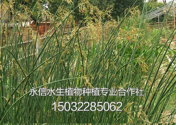 水葱3