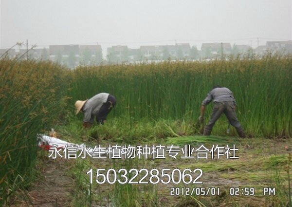 水葱6
