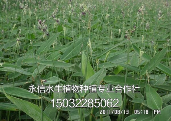 再力花4