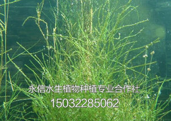 藻类8