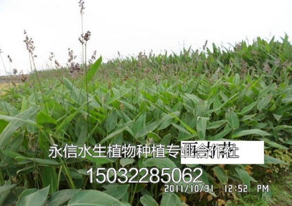 再力花3