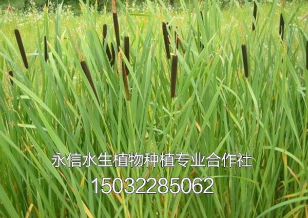 香蒲6