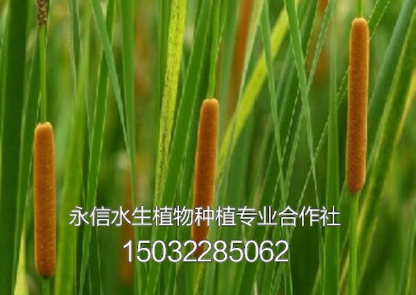 香蒲3