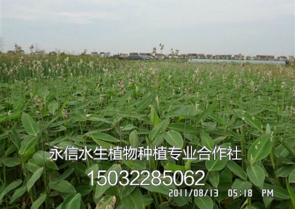 再力花2