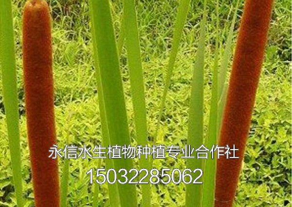 香蒲5