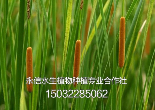 香蒲7