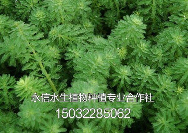 藻类6