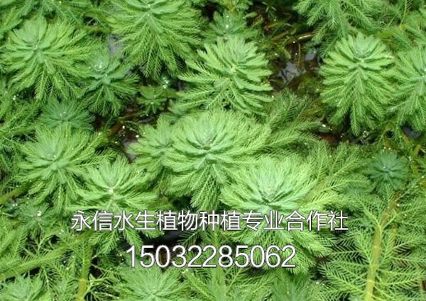 藻类2