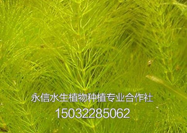 藻类7