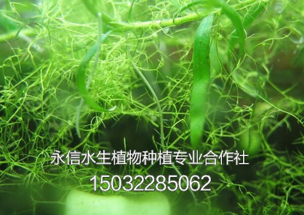 藻类3