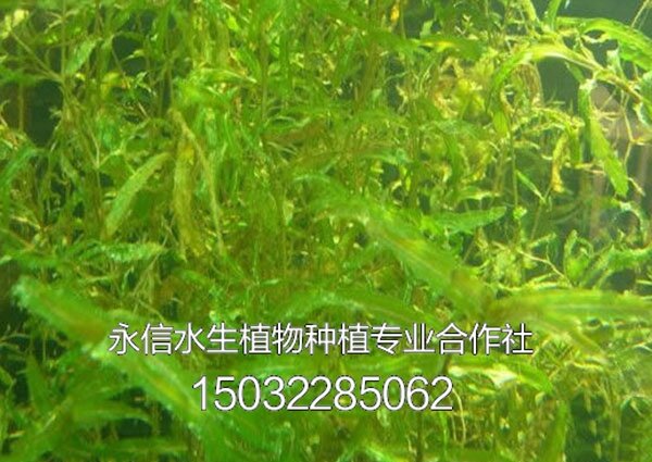 藻类9