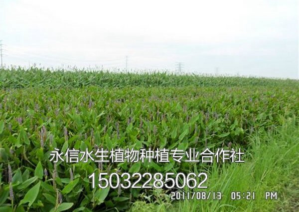 梭鱼草3