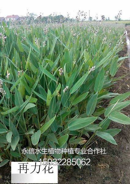 再力花1