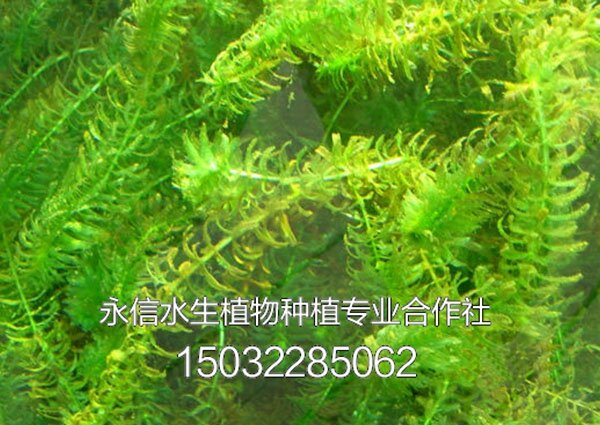 藻类5