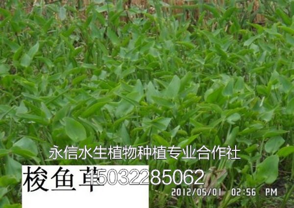 梭鱼草1
