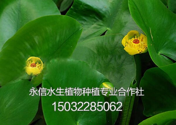 藻类4
