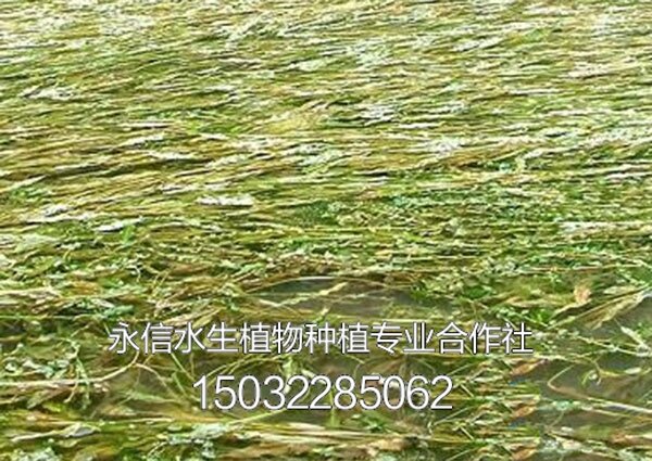 藻类1