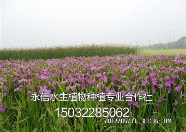 鸢尾4