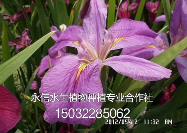 鸢尾3