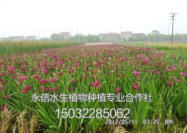 鸢尾5