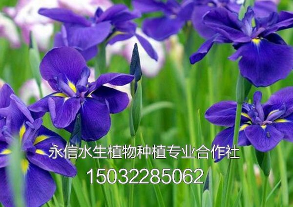 鸢尾2