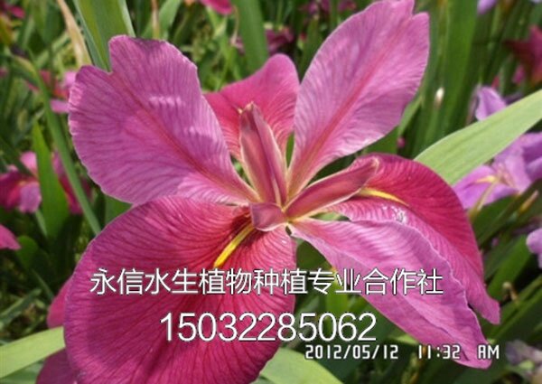 鸢尾6