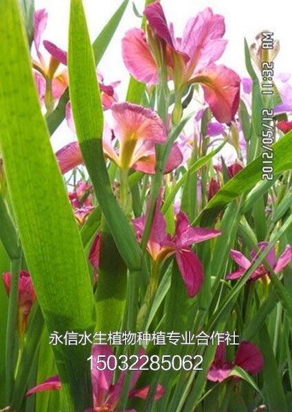鸢尾8