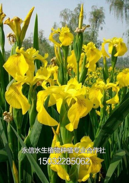 鸢尾1