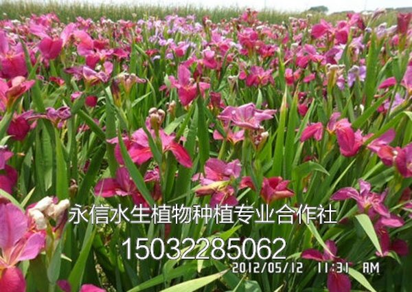 鸢尾7
