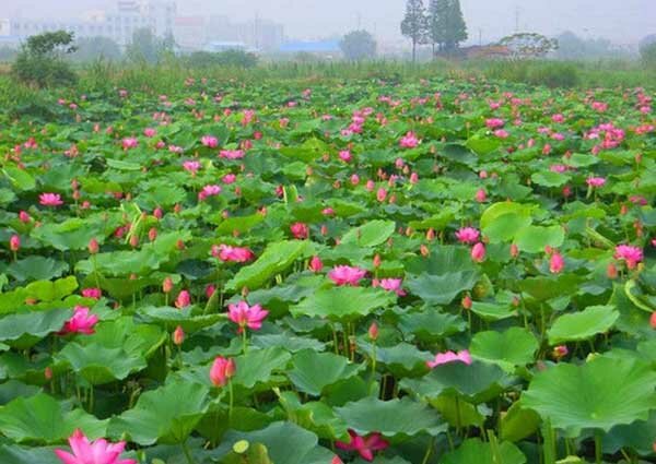 荷花塘