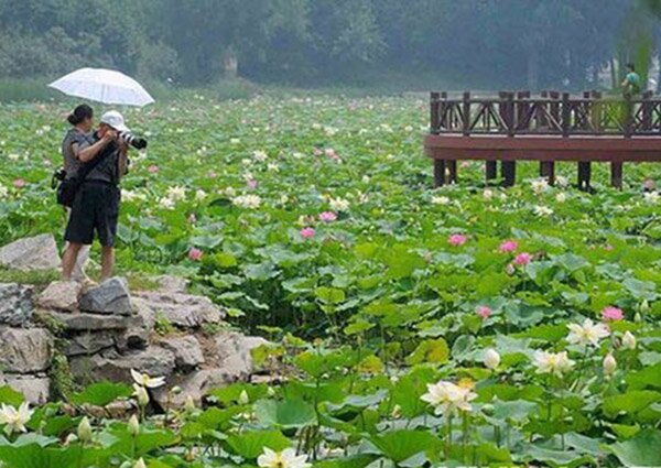 北京植物园工程