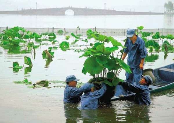 天津北宁公园工程