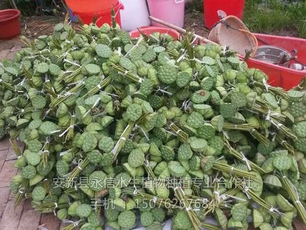 莲蓬荷叶(6)