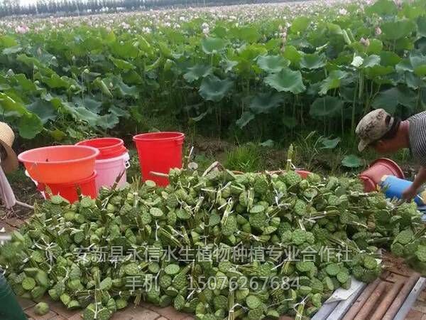 莲蓬荷叶(5)