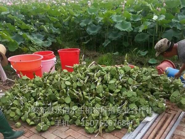 莲蓬荷叶(4)