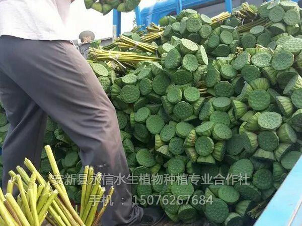 莲蓬荷叶(3)