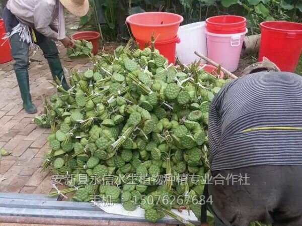 莲蓬荷叶(2)