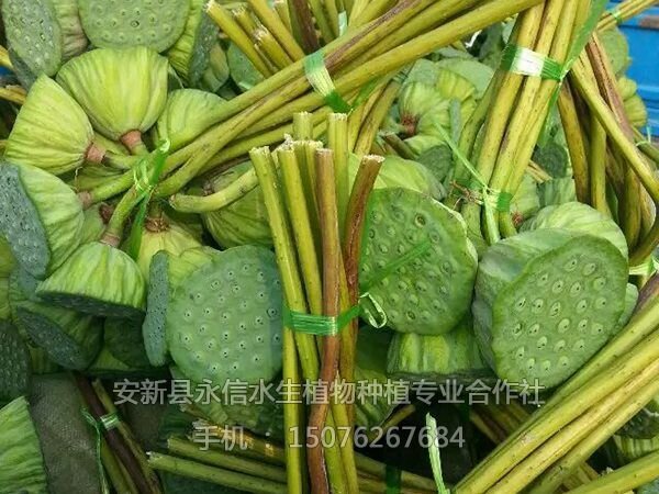 莲蓬荷叶(1)